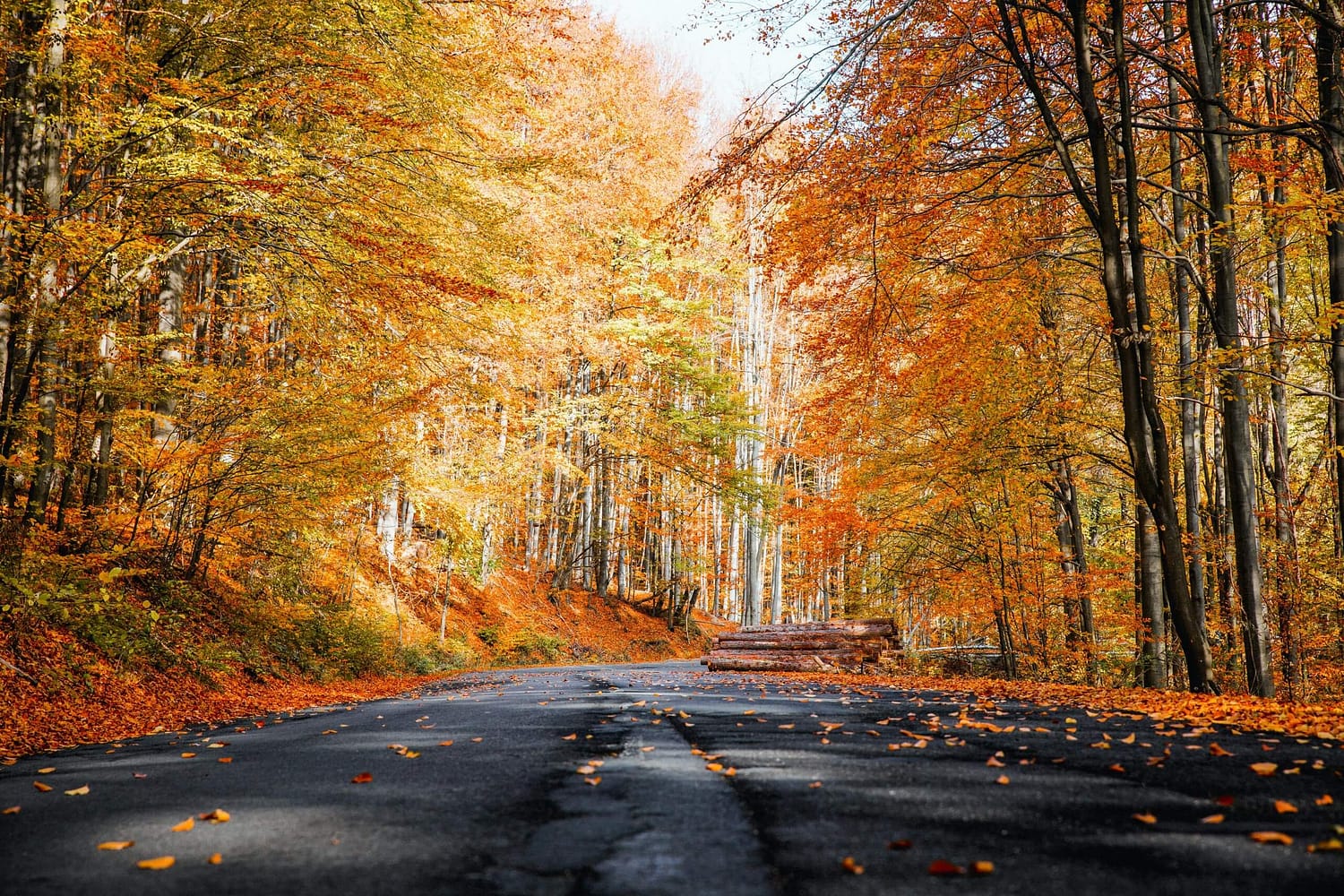 Fall Wellness Tips: 10 Ideas for a Happy & Healthy Autumn