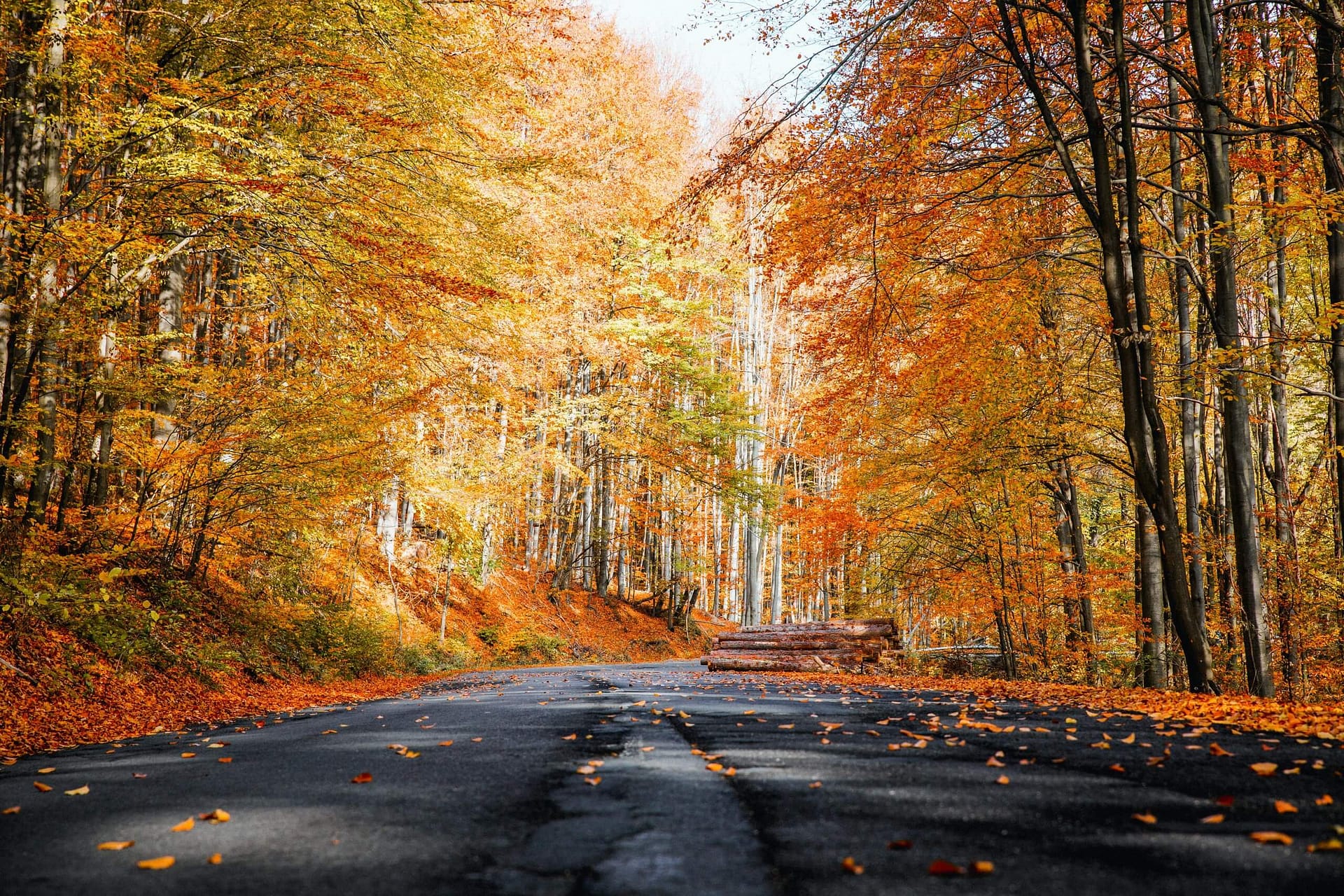 Fall Wellness Tips: 10 Ideas for a Happy & Healthy Autumn